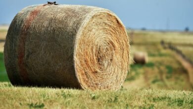 apex beam expansion node