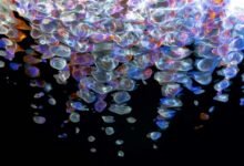 apex fusion beam model